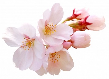 ��w�󌱍��i�̂���!�摜